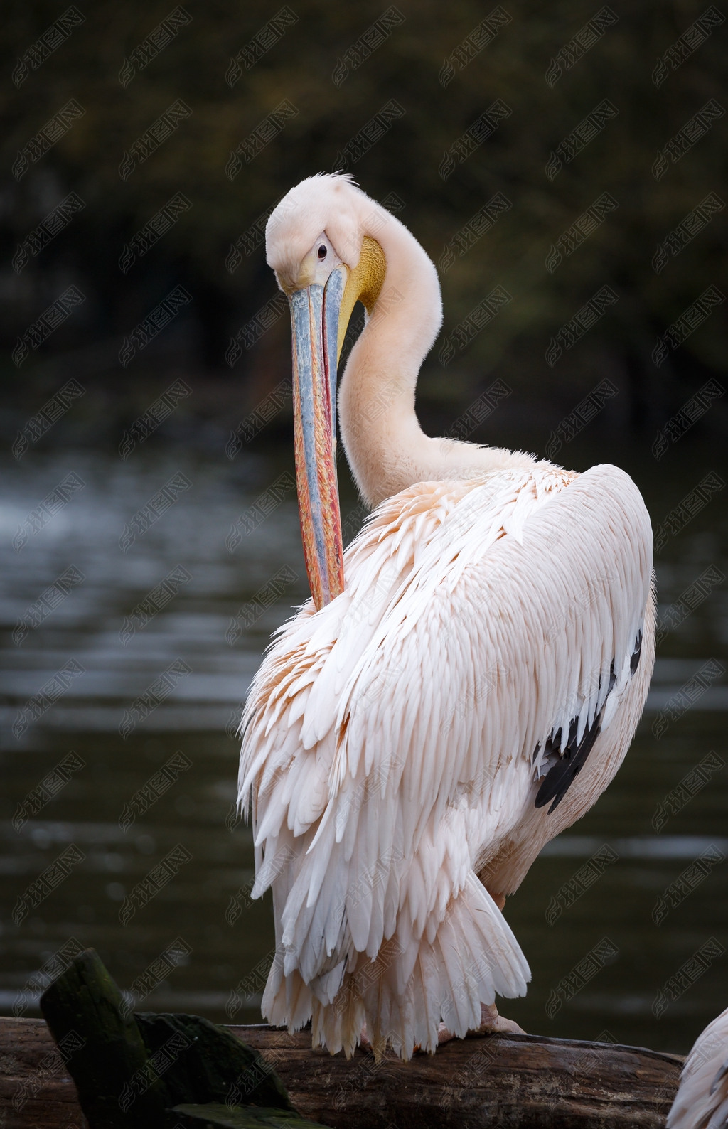 (Pelecanus onocrotalus)