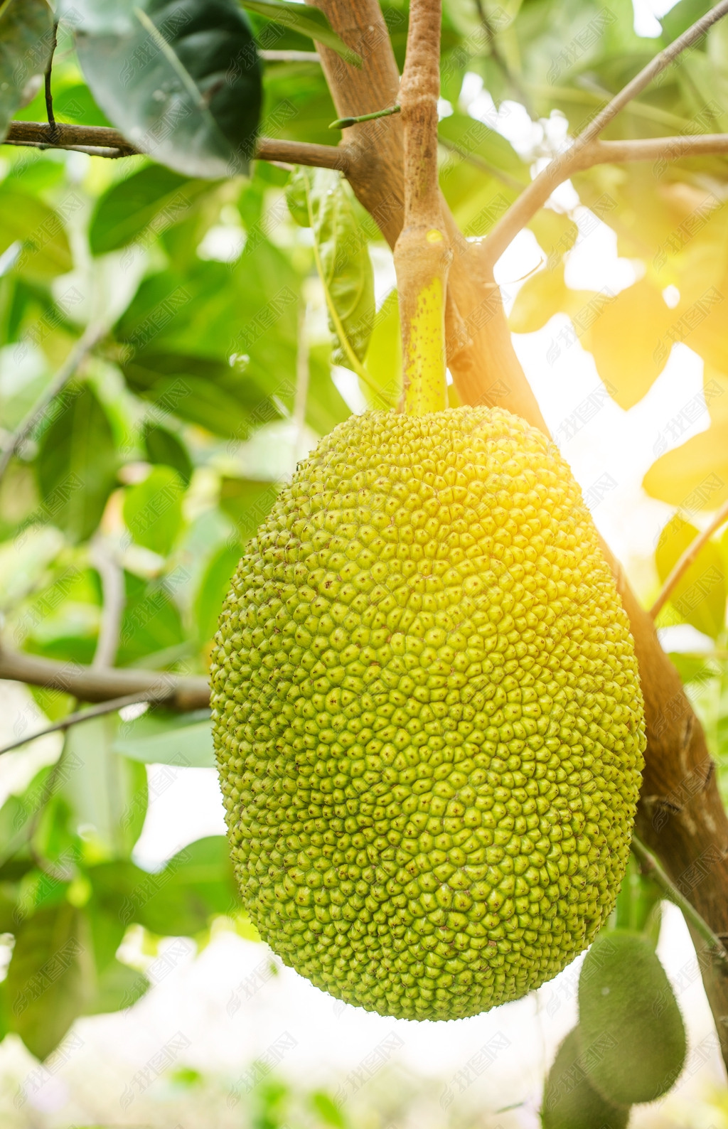 ͻ԰ Jackfruits