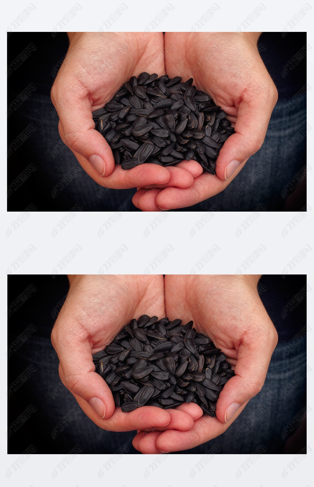 Woman holds fresh sunflower seeds in her palms