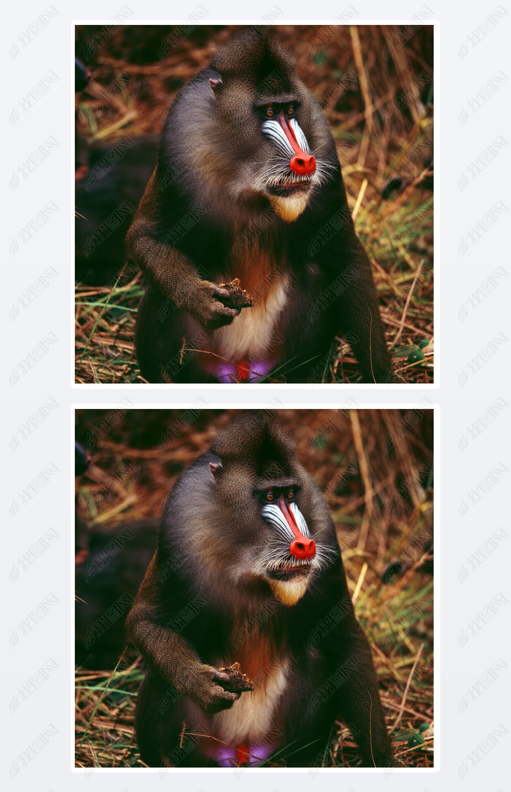 mandrill close-up portrait