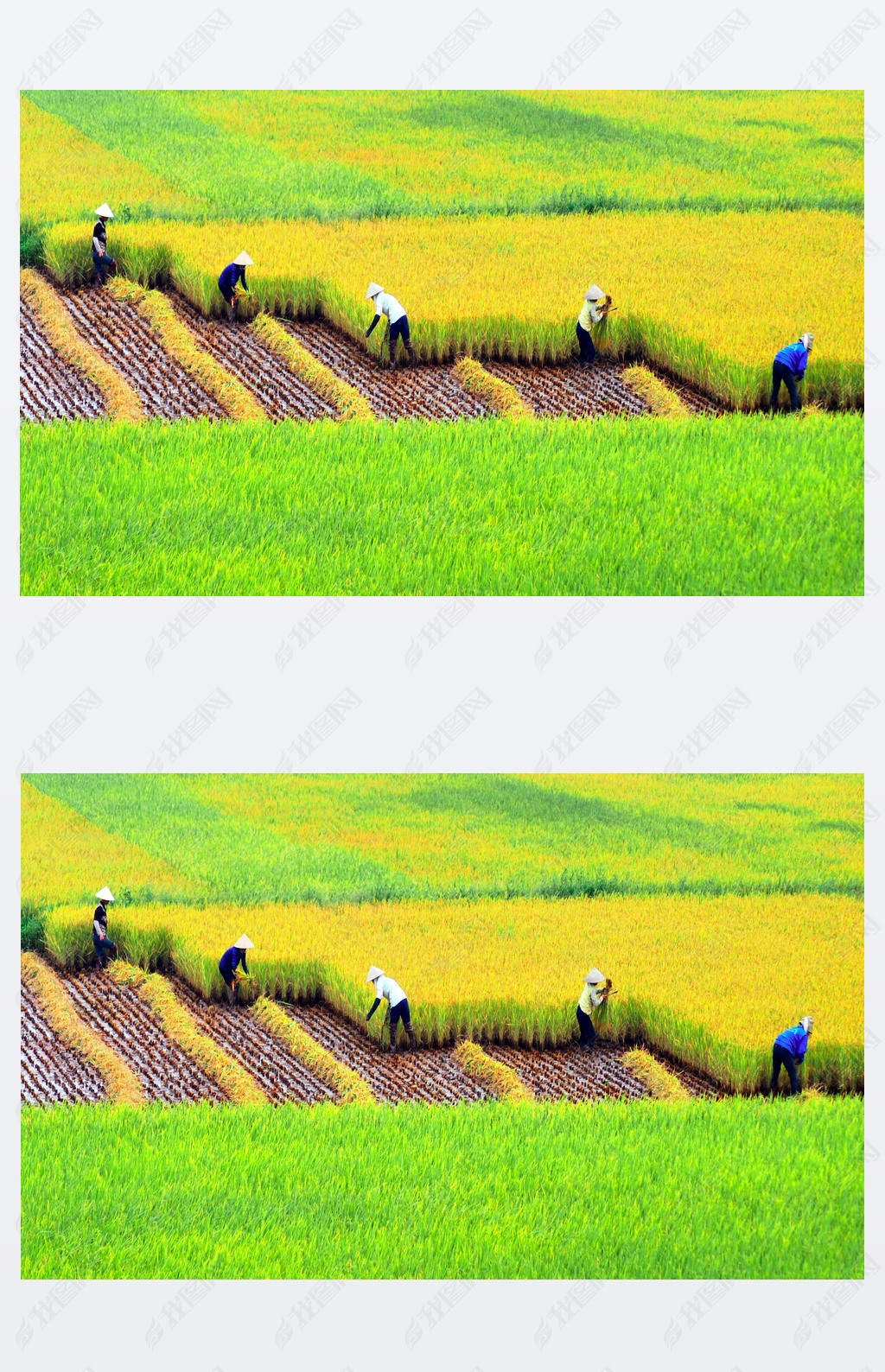 Farmers harvesting on rice field, HaNoi, Vietnam.