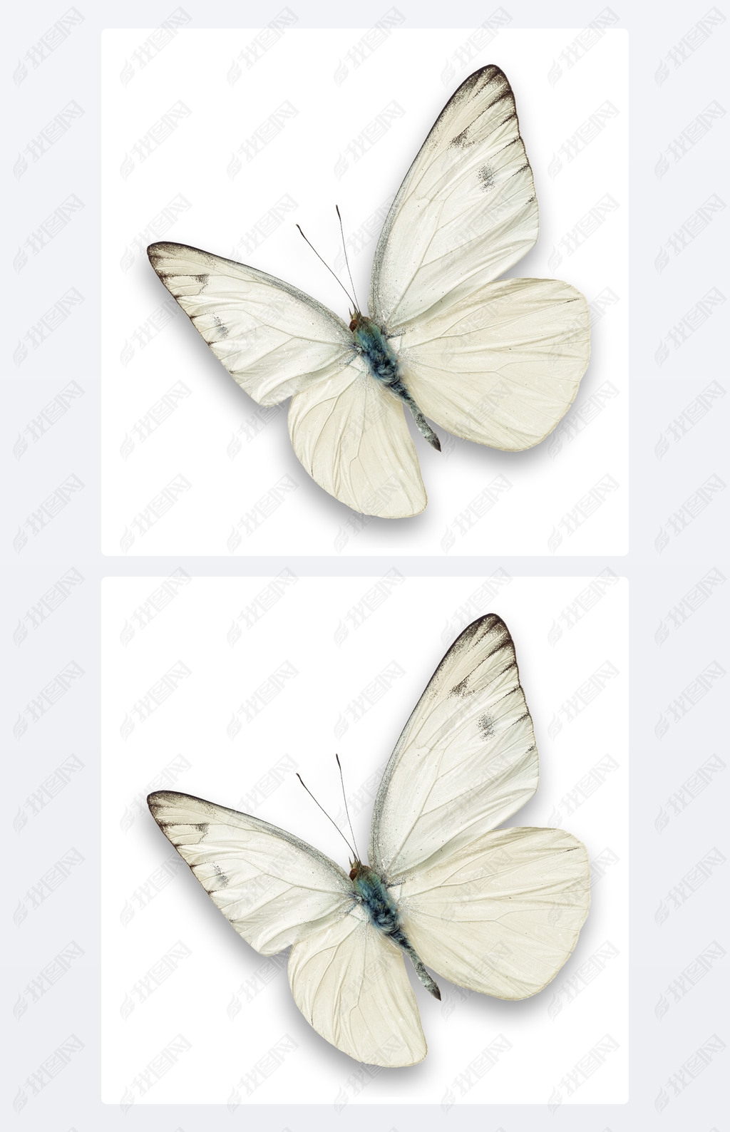 原创白蝴蝶版权可商用