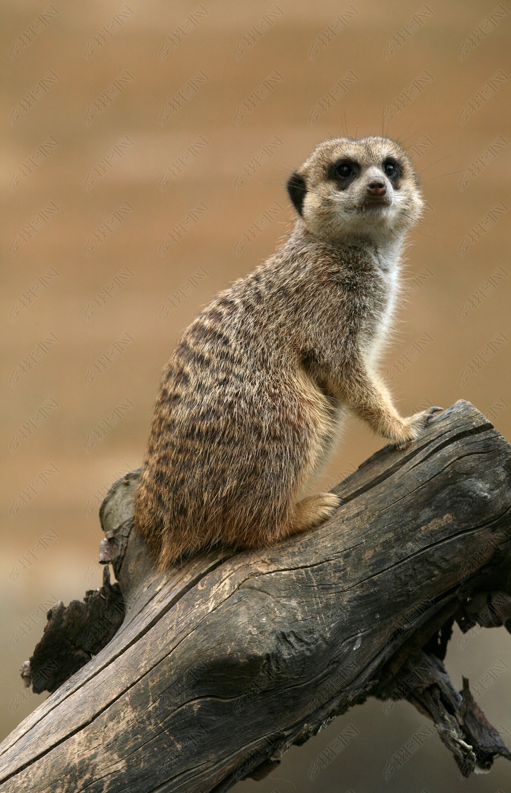 è (suricata suricatta)