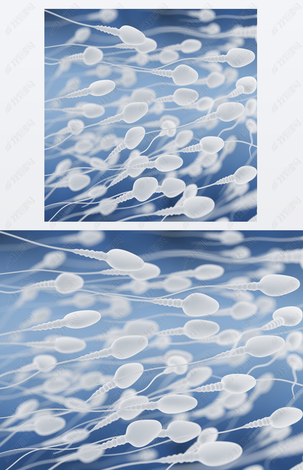 spermatozoons