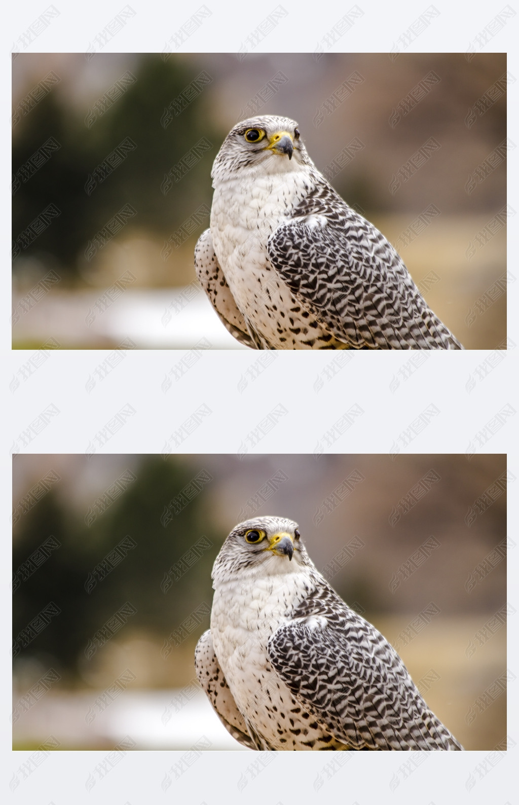 ڶ Gerfalcon