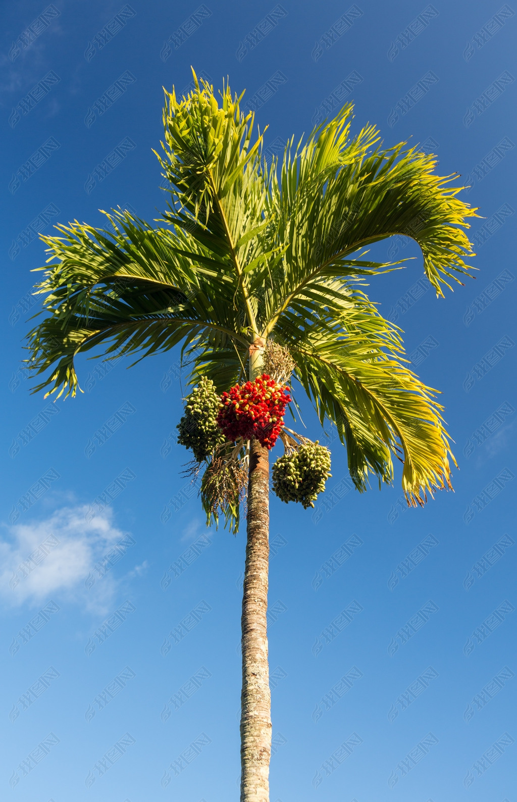 槟榔树生长在考艾岛