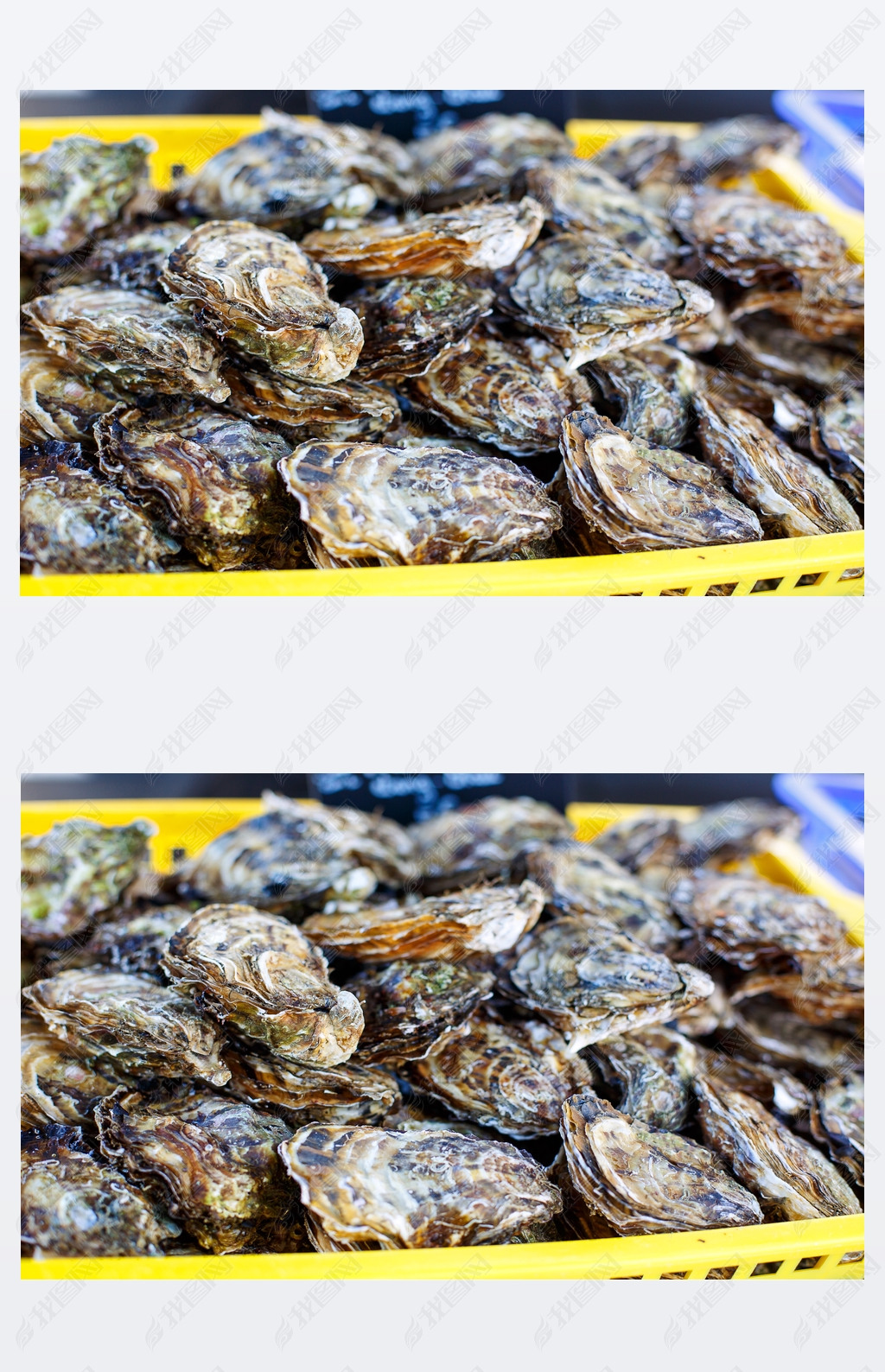 fresh oysters on mediterranean street market. 