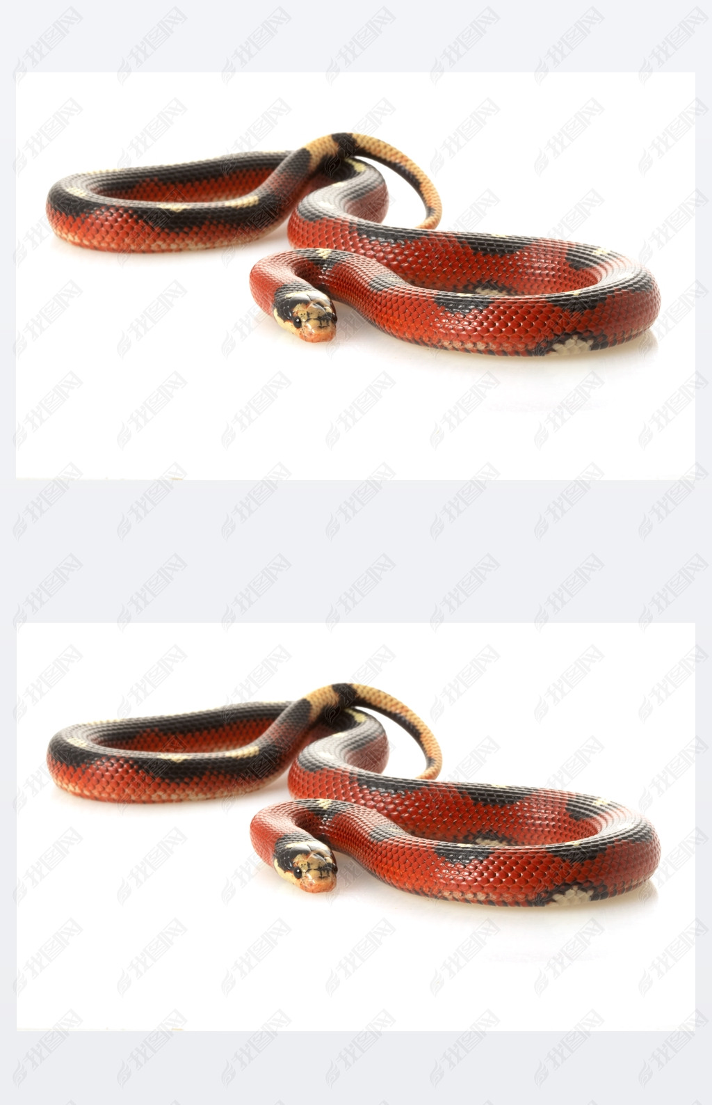 ߵ sinaloan milksnake