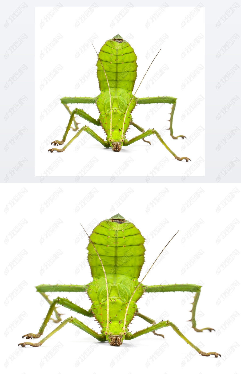 ŮǴŮheteropteryx dilatata