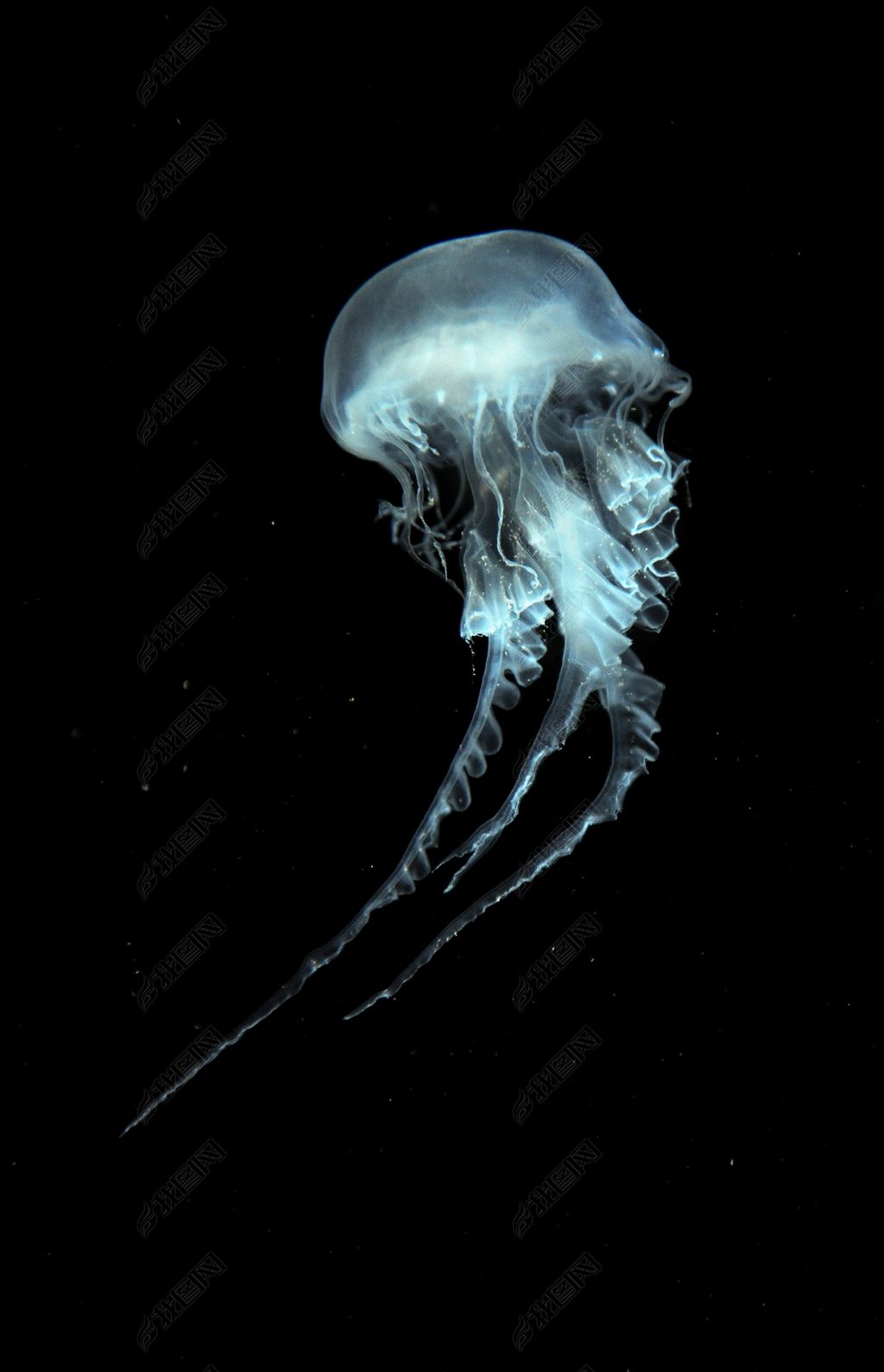 原创大西洋海荨麻水母