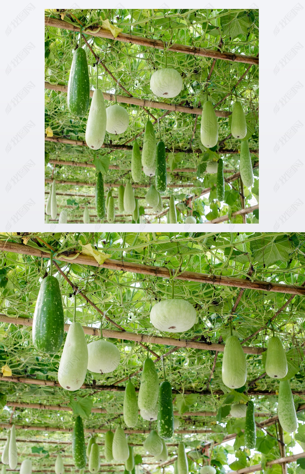 原创冬瓜南瓜挂在结构上版权可商用