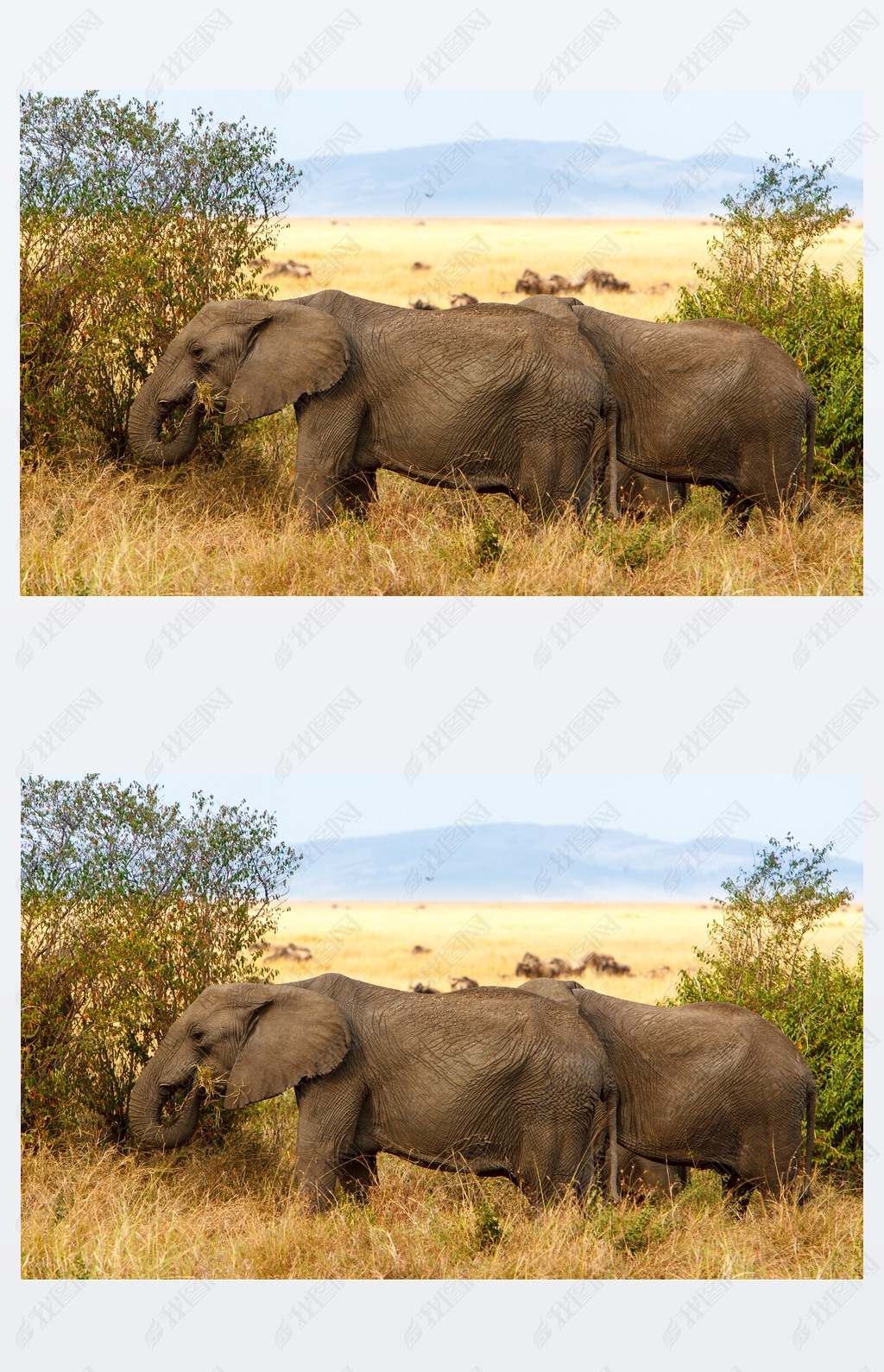 Adult african bush elephants grazing in African sanna