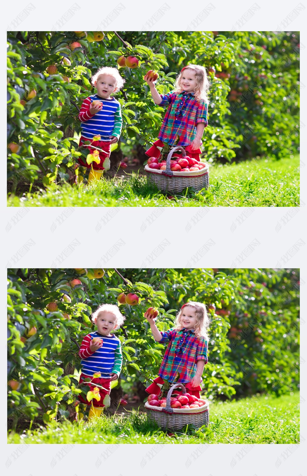 Kids picking fresh apples from tree in a fruit orchard