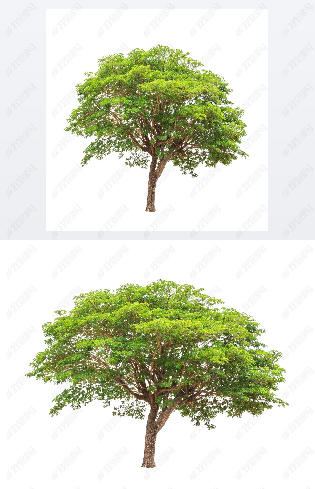 Rain tree (Albizia saman), tropical tree in the northeast of Tha