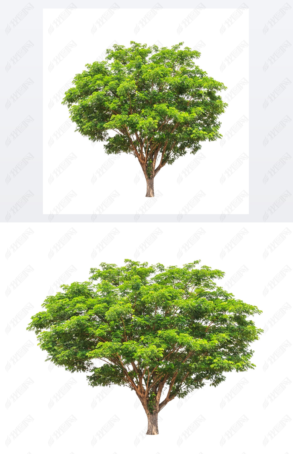 Rain tree (Albizia saman), tropical tree in the northeast of Tha