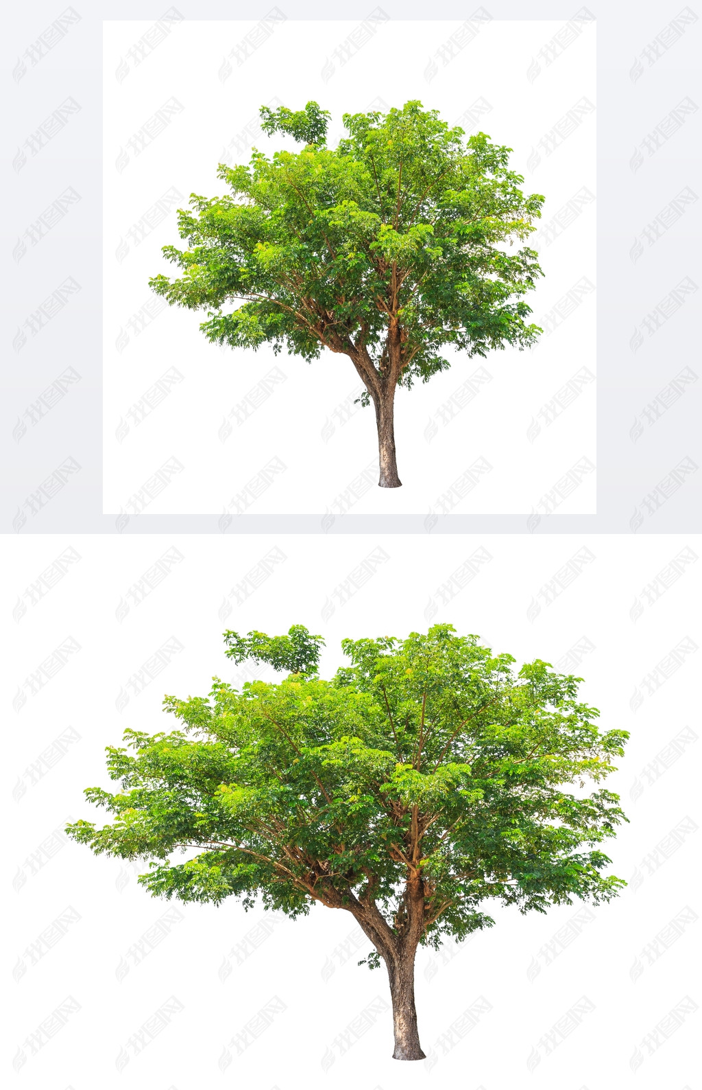 Rain tree (Albizia saman), tropical tree in the northeast of Tha