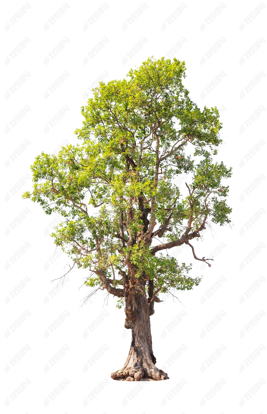 Irvingia malayana also known as Wild Almond, old tropical tree i