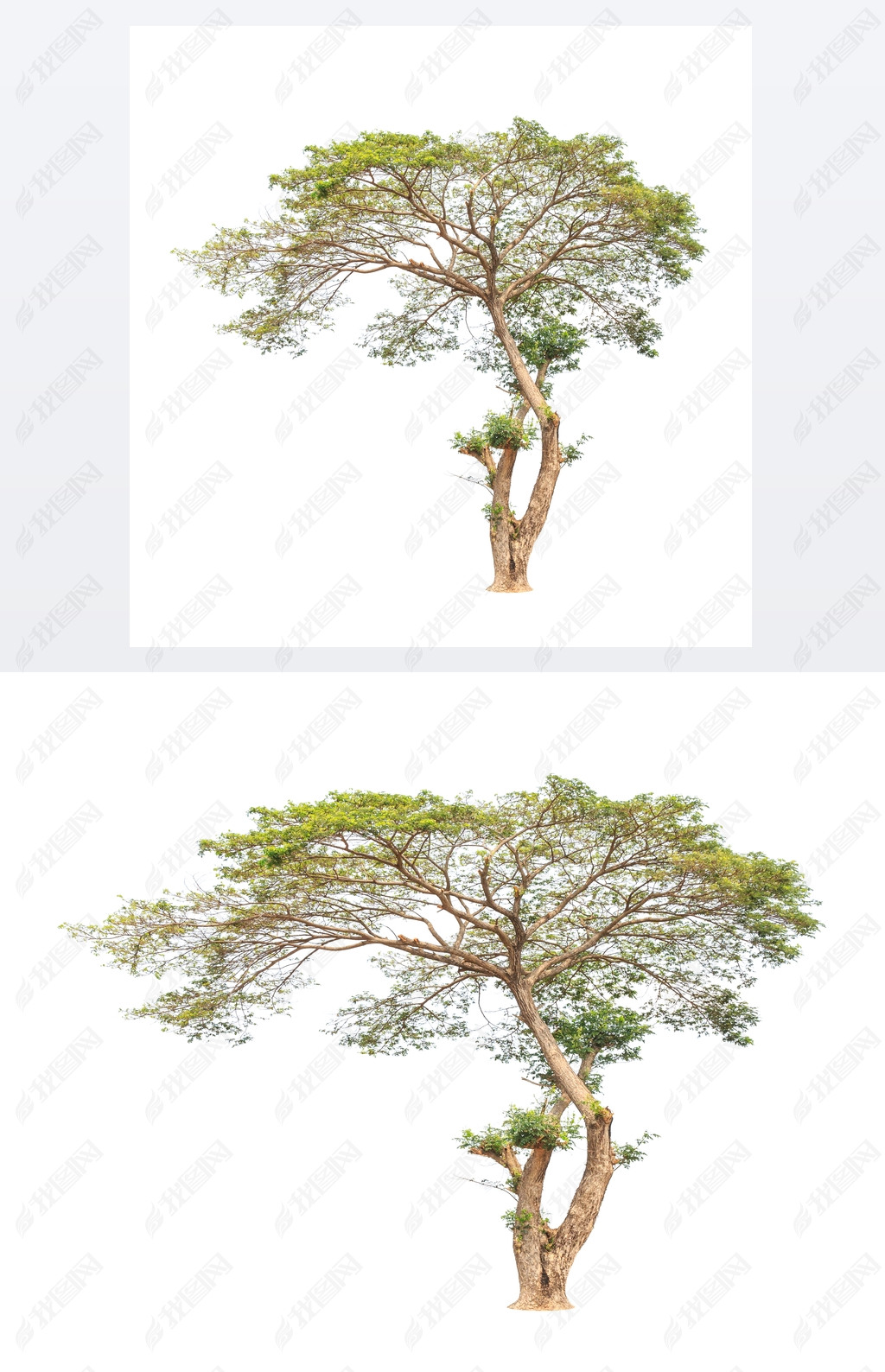 Rain tree (Albizia saman), tropical tree in the northeast of Tha