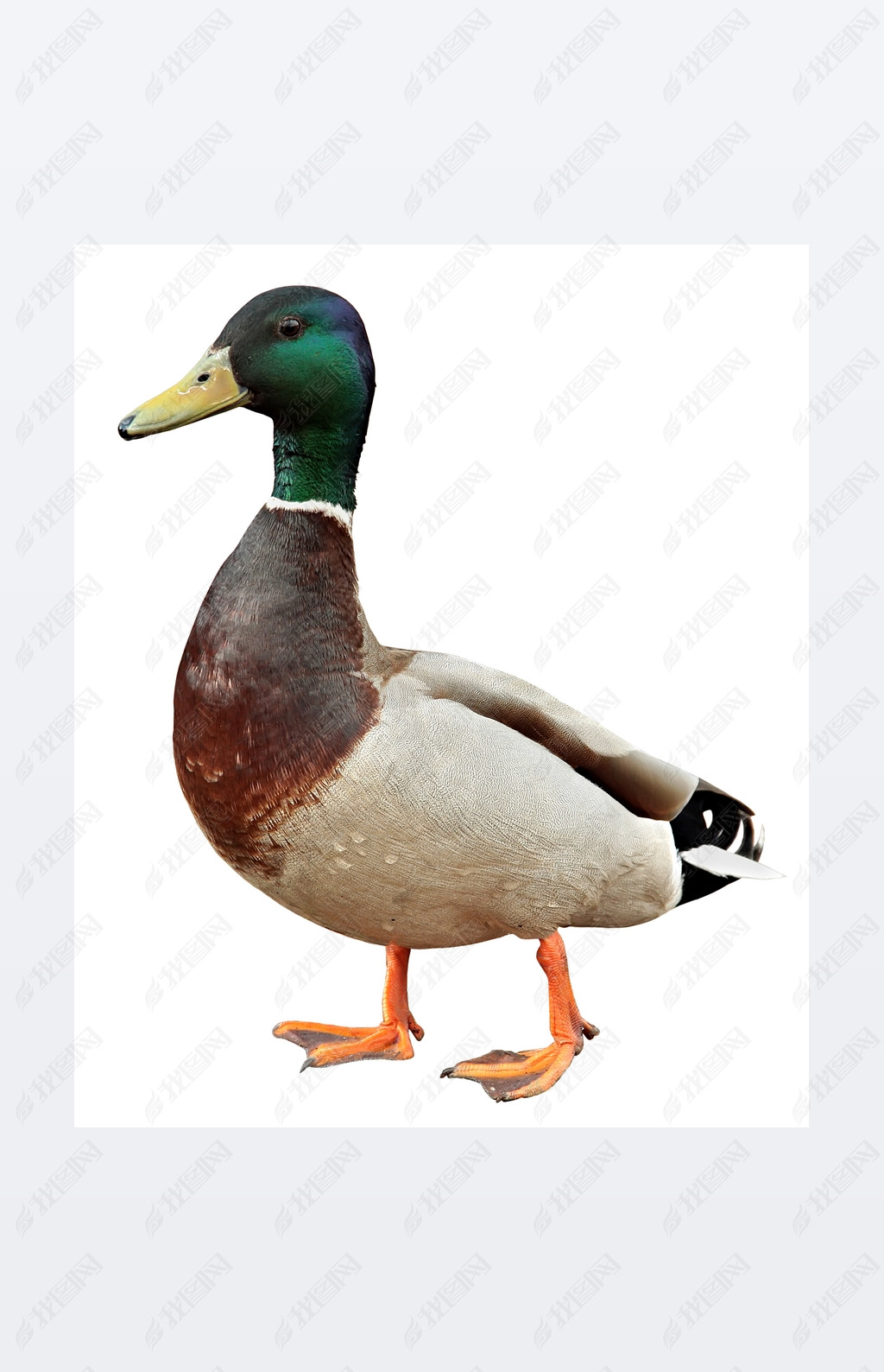 Mallard Duckпݷʽɫʰ쵵ҰѼΪɫ