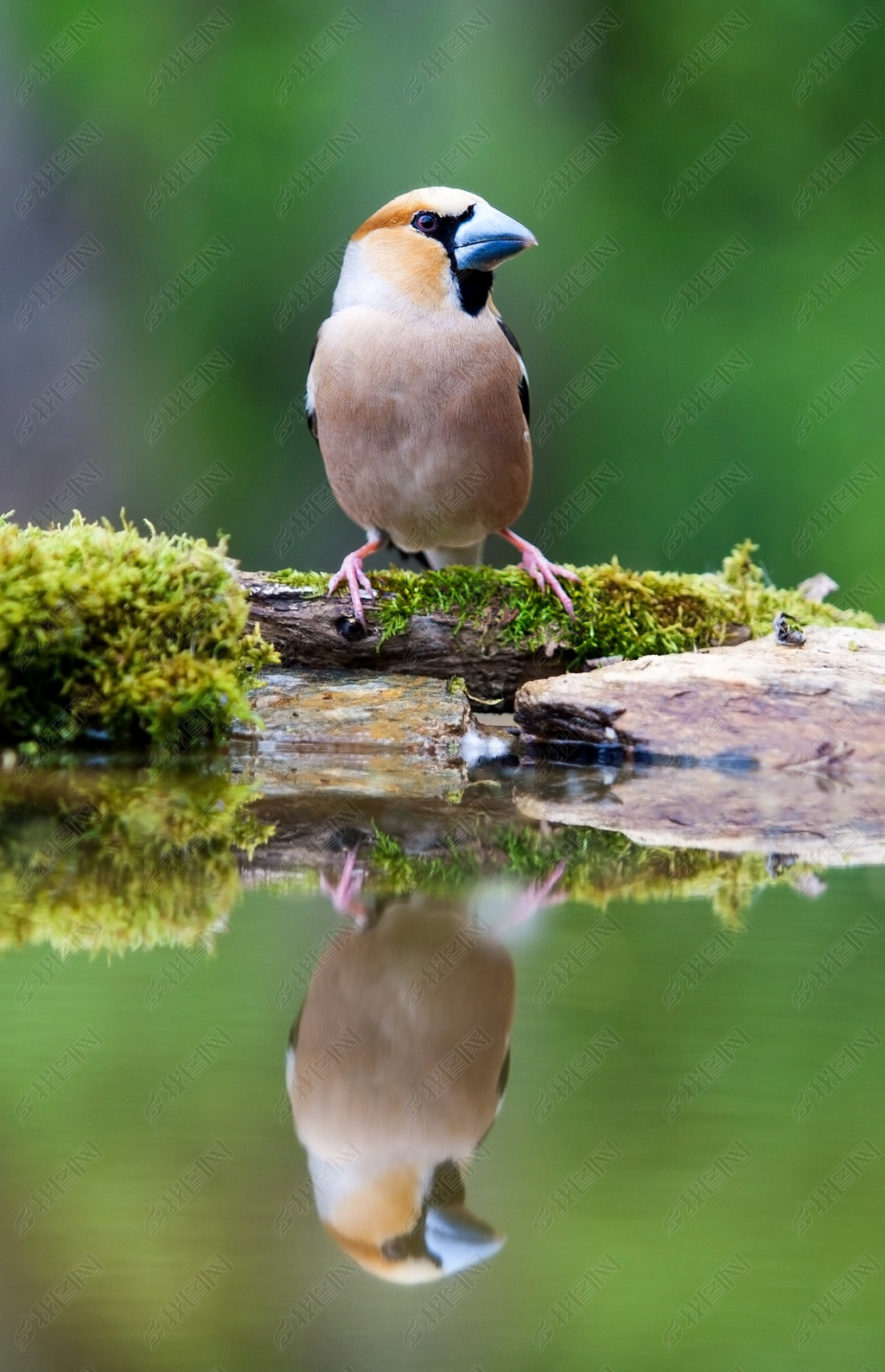 Hawfinch (ͨ¸ͨ¸) ˮ