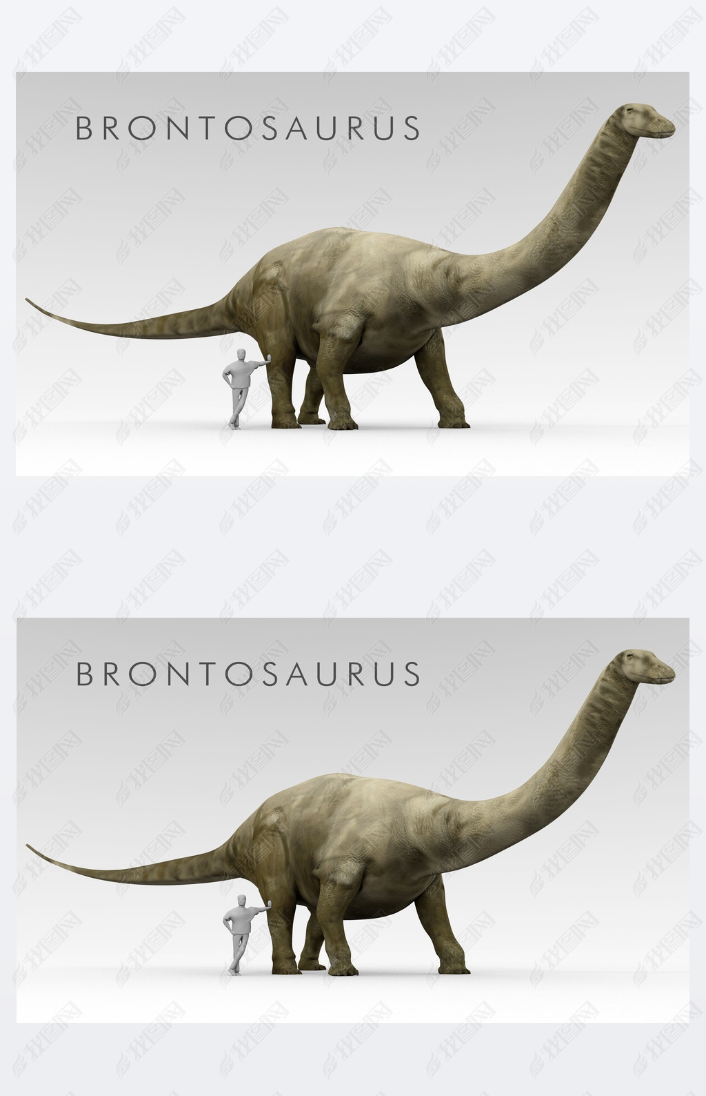 Dinosaur Apatosaurus And Human Size Comparison