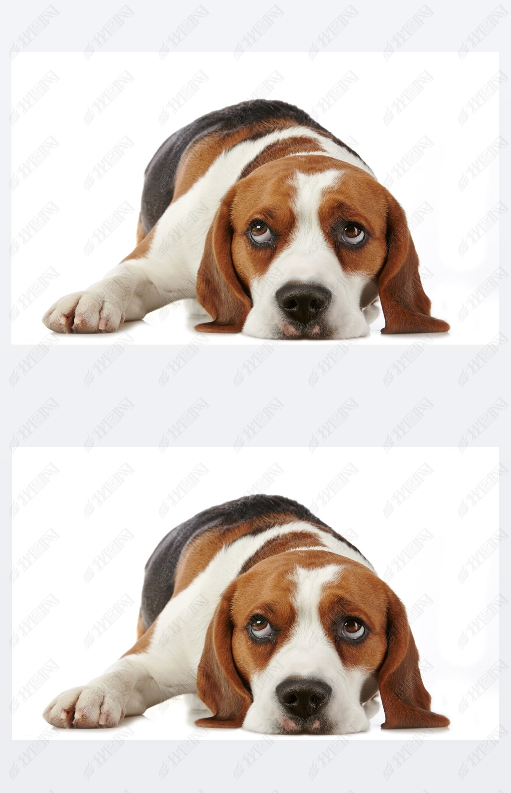 beagle hund