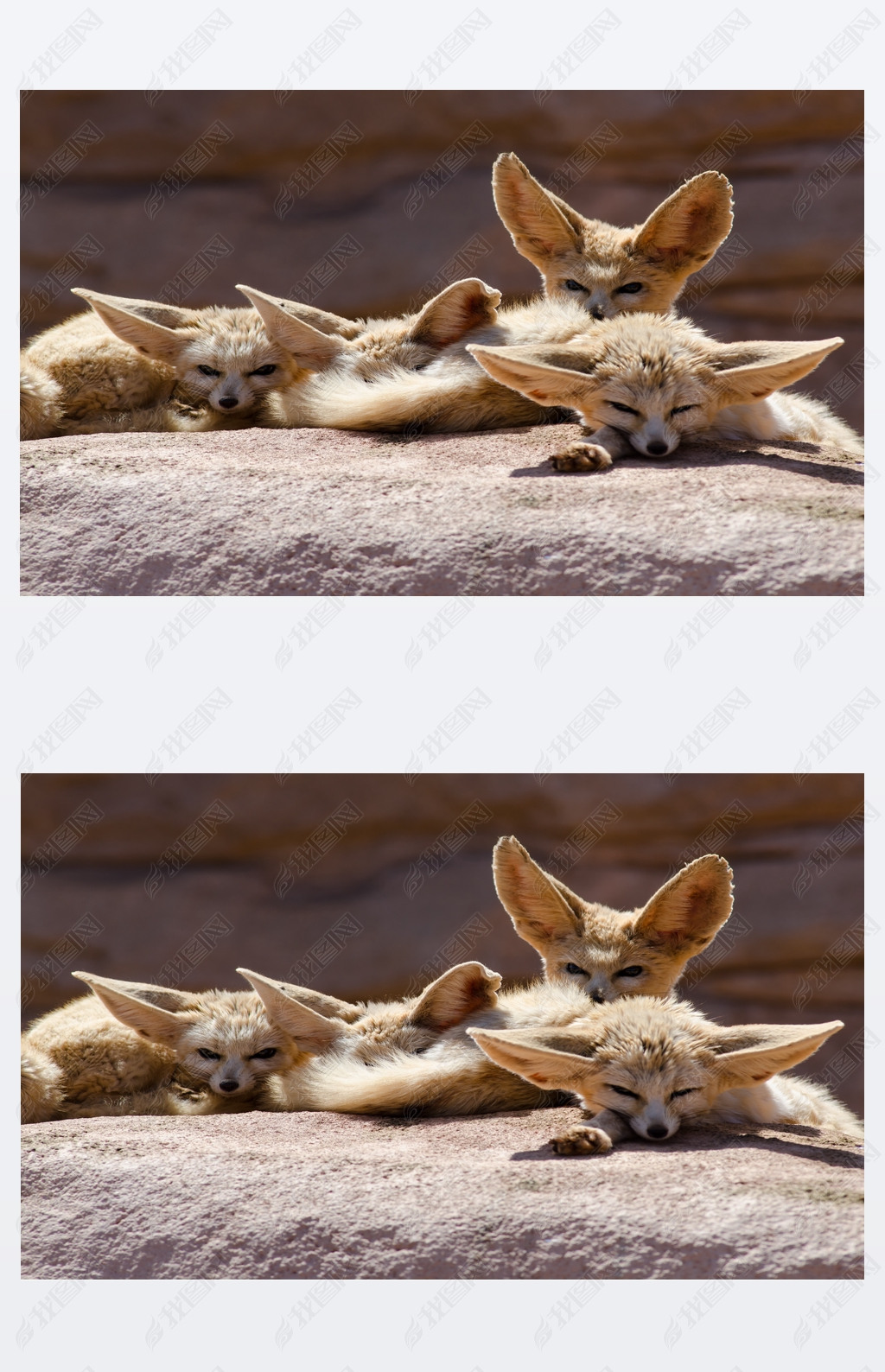 fennec Ħ