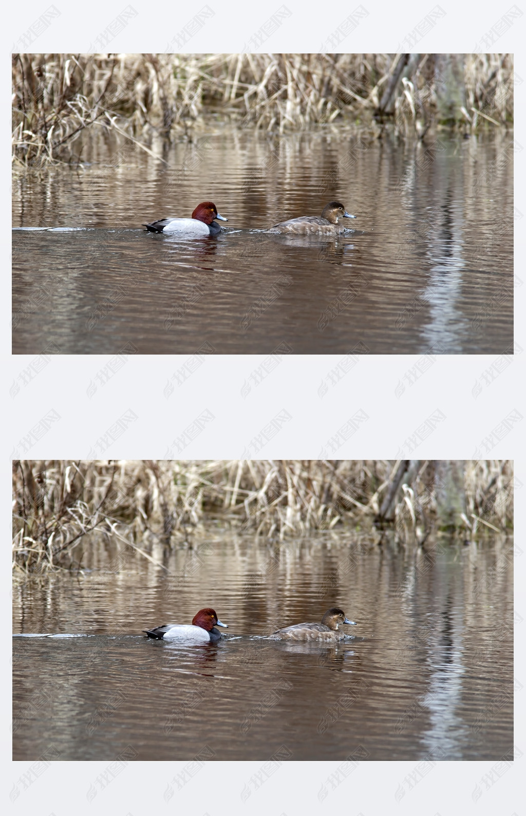 canvasback ˮݷ.