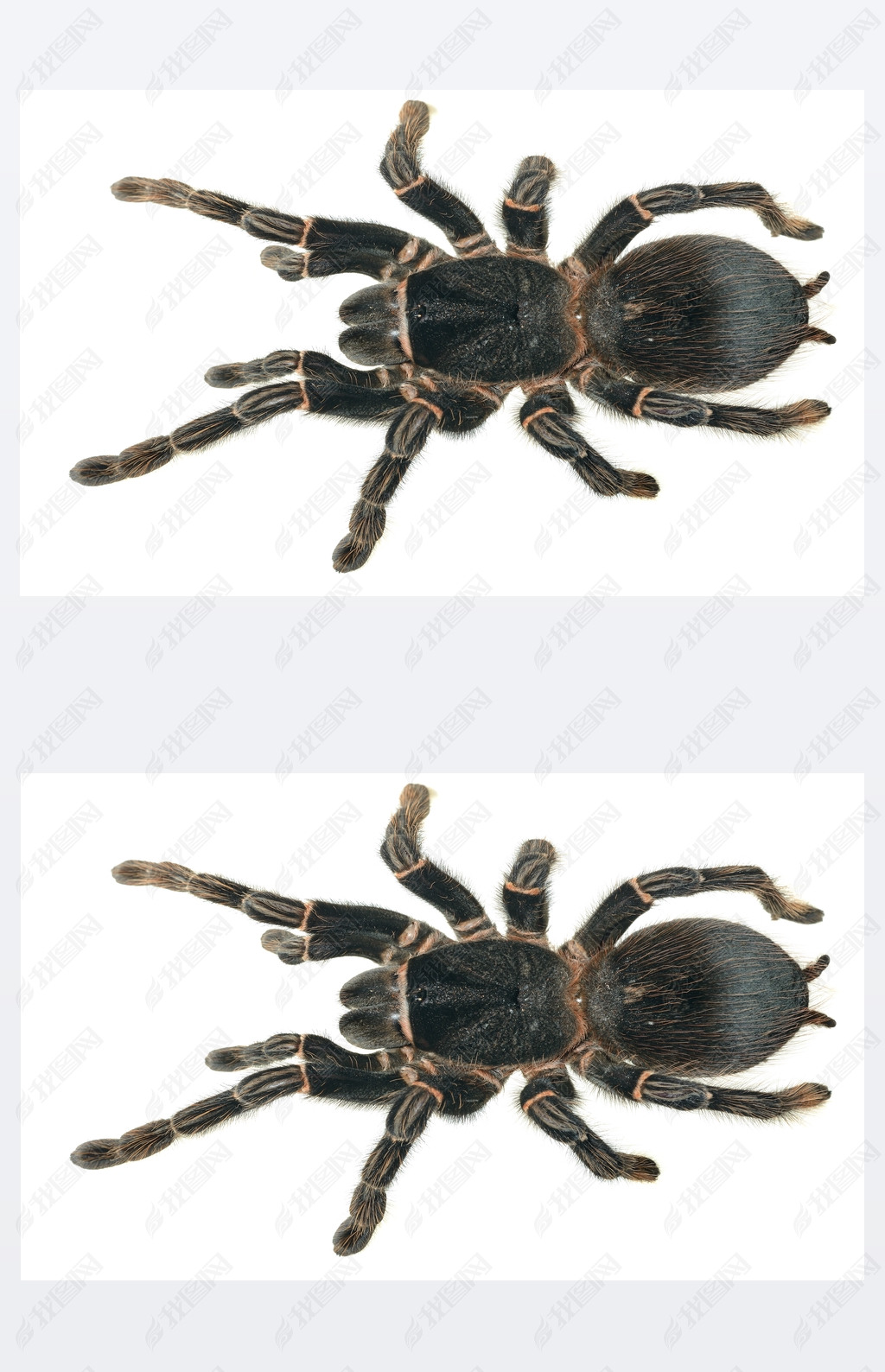  lasiodora parahybana