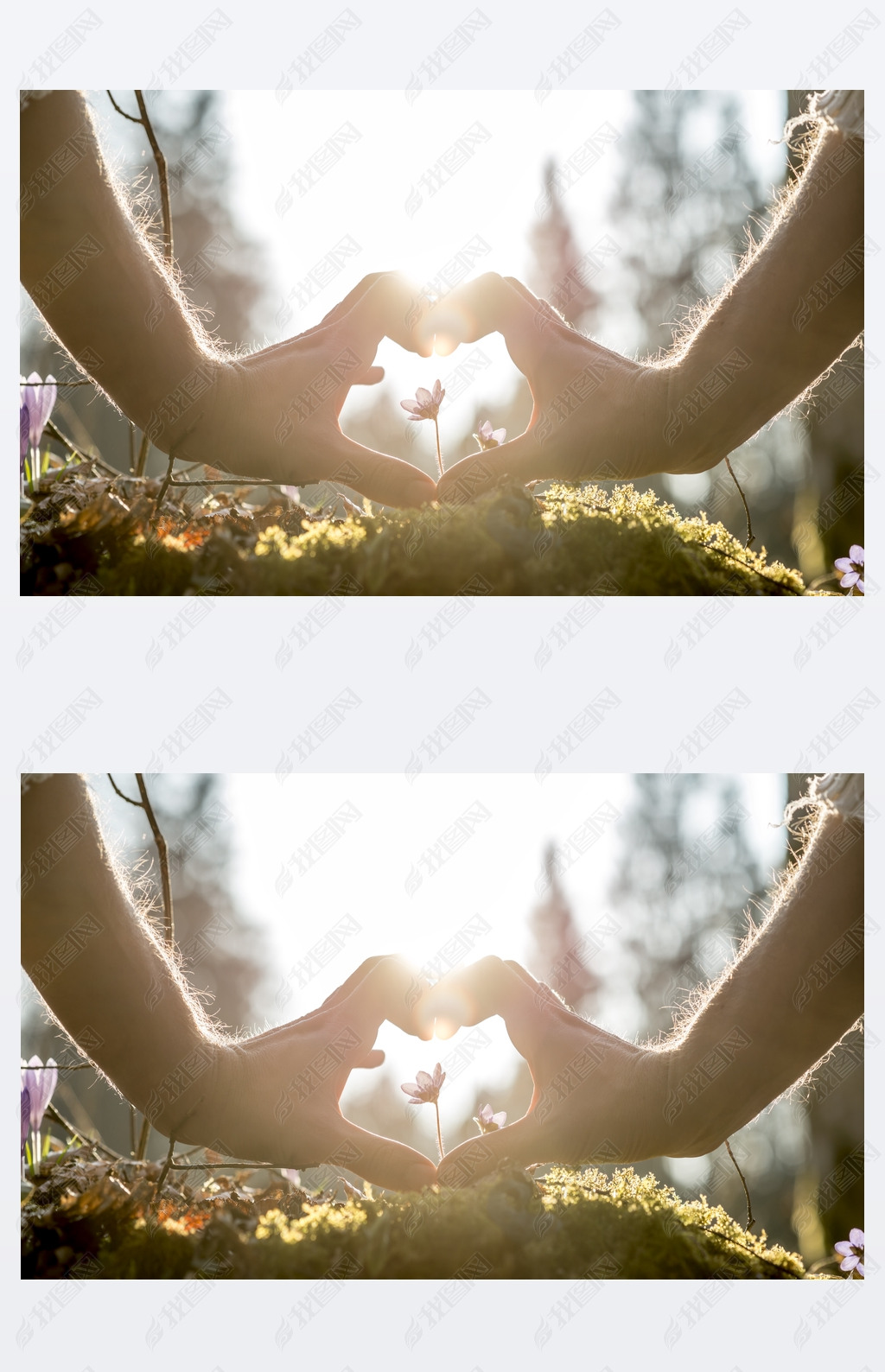 Hands Forming Heart Shape Around Small Flower