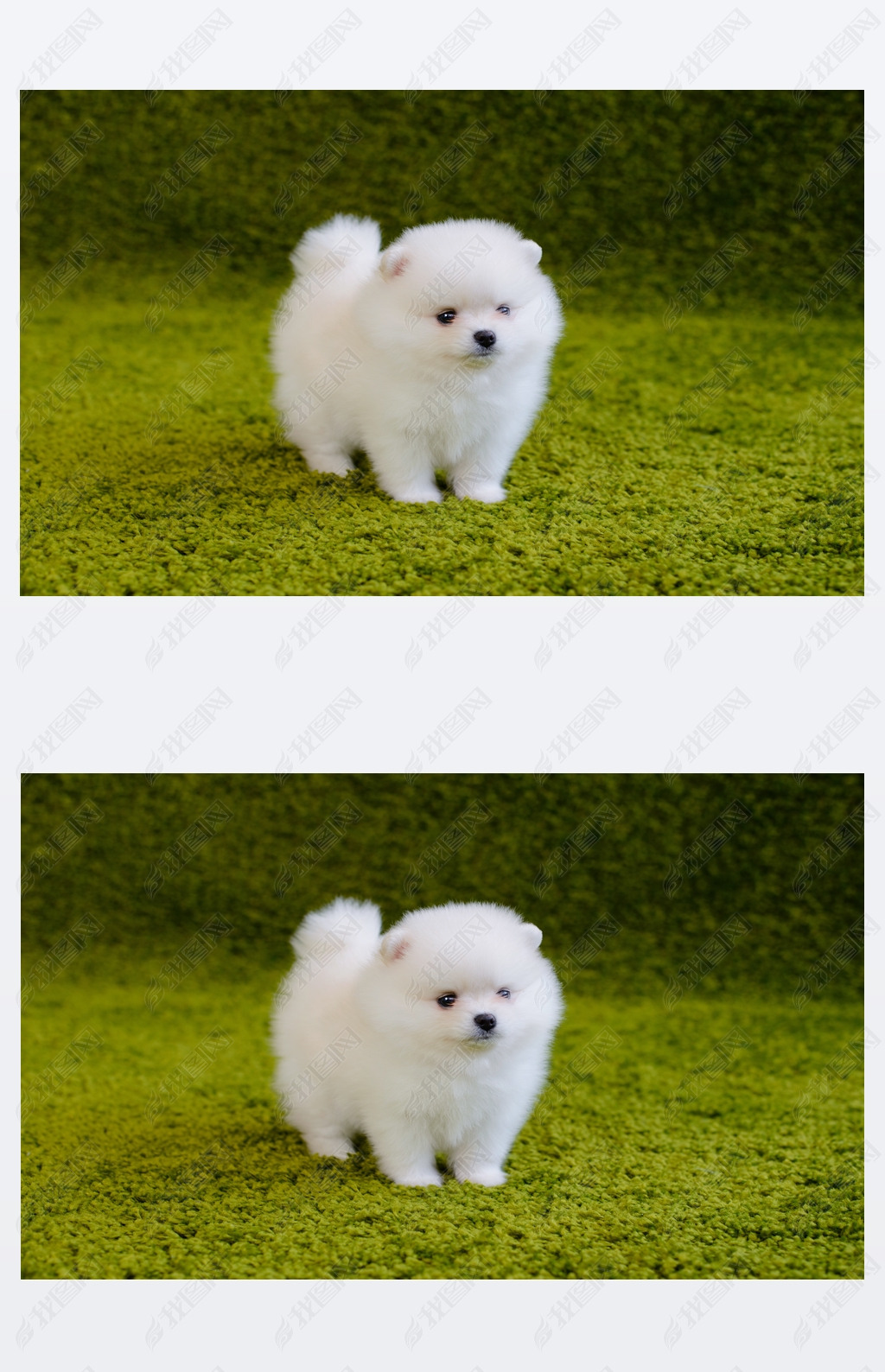 原创小狗博美犬版权可商用