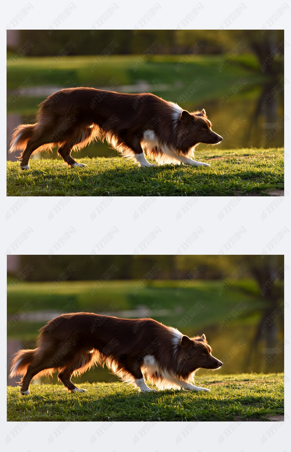 Red border collie dog  in a meadow, summer