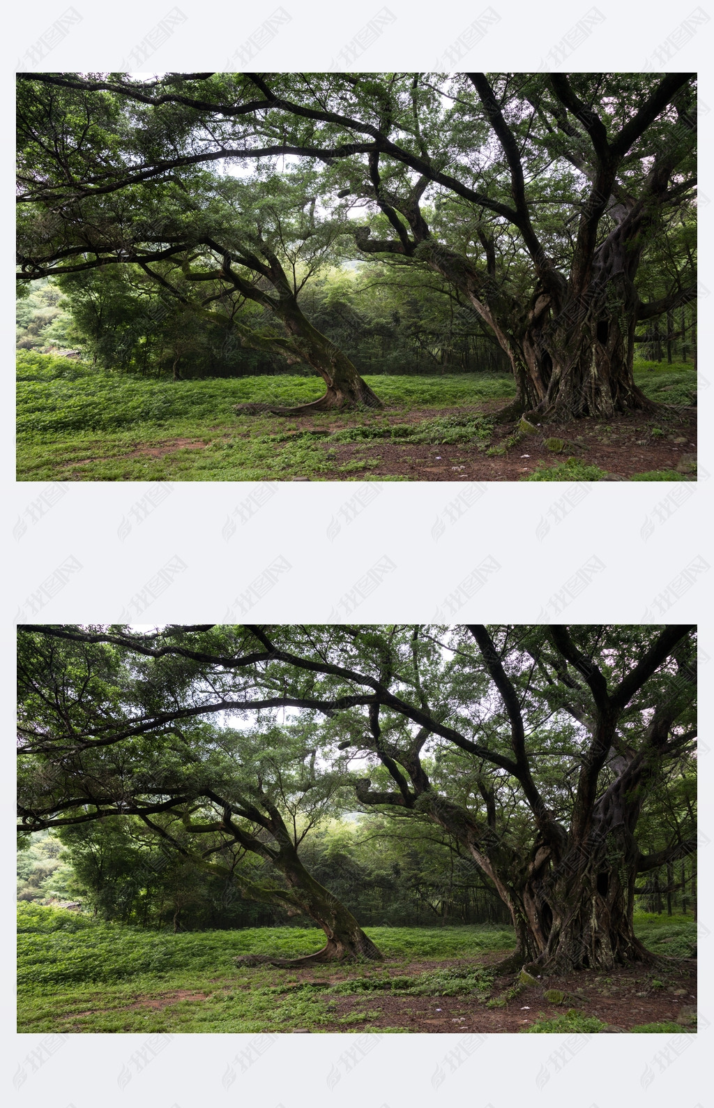 old trees in Meadow