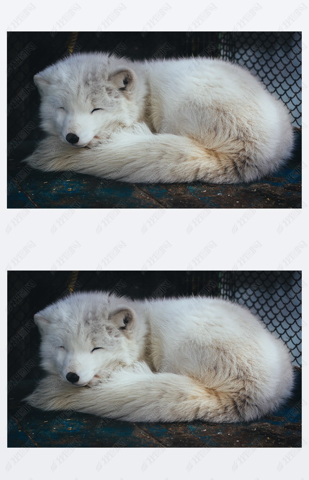 原创睡着的白色北极狐狸版权可商用
