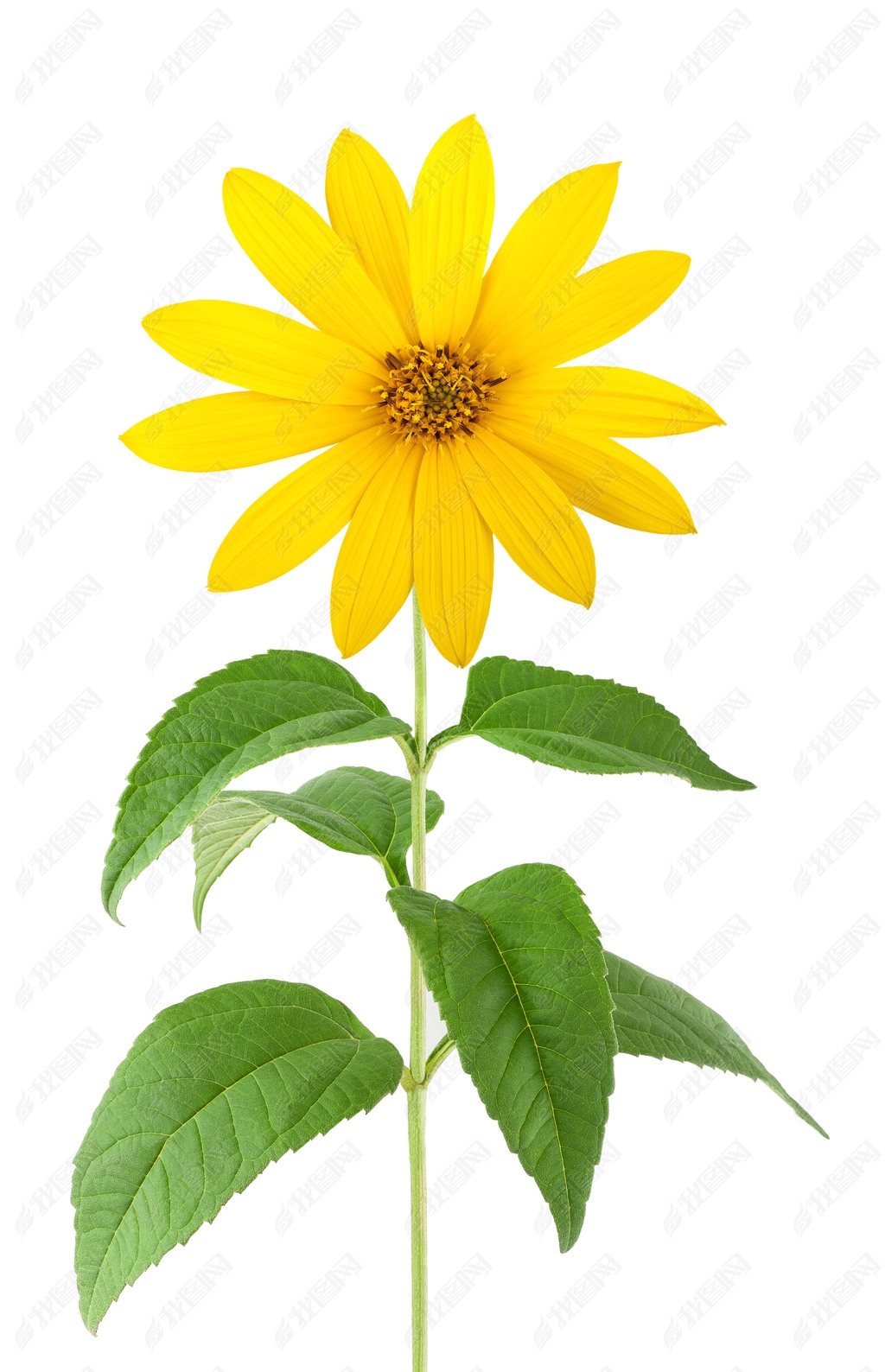 原创菊芋孤立版权可商用