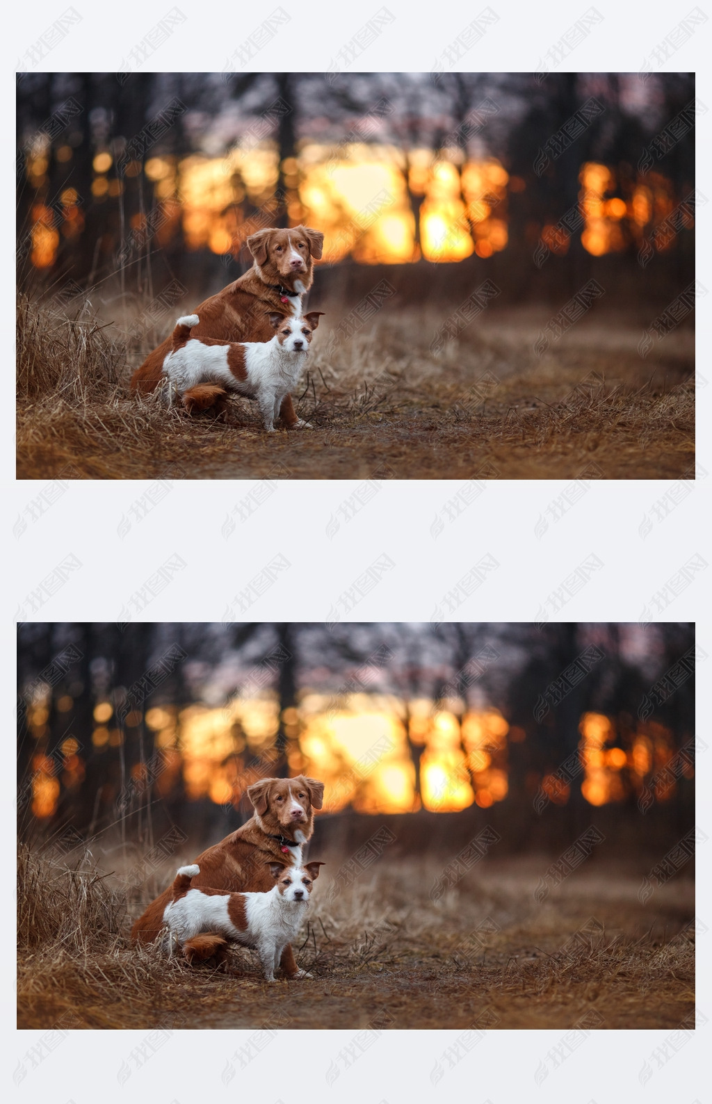 Dog Jack Russell Terrier and Dog Nova Scotia Duck Tolling Retriever  walking in the park