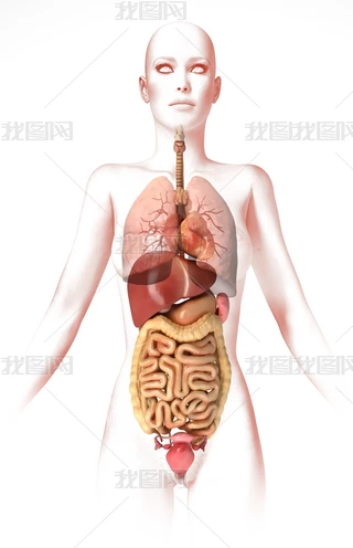 女性身体内部器官专题模板-女性身体内部器官图片素材下载-我图网