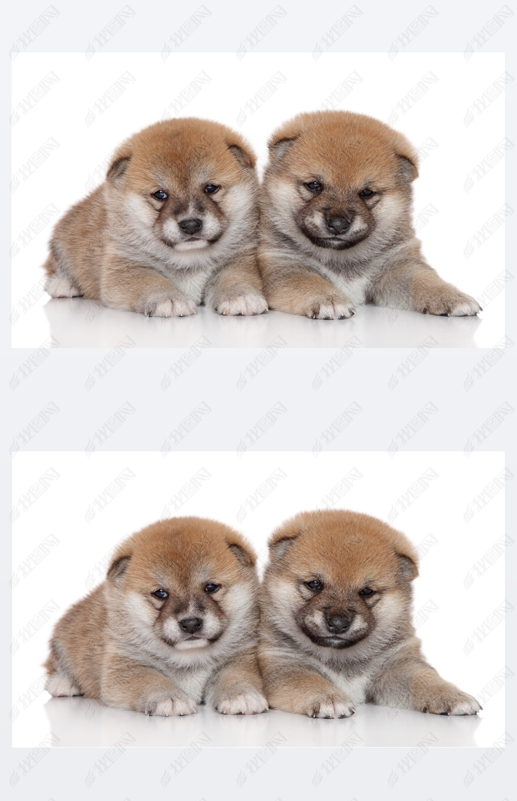 ڰɫ shiba inu С