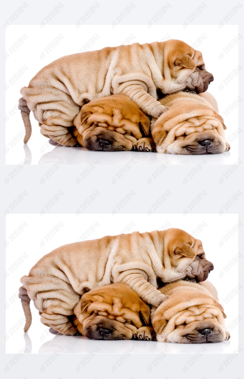  shar pei 