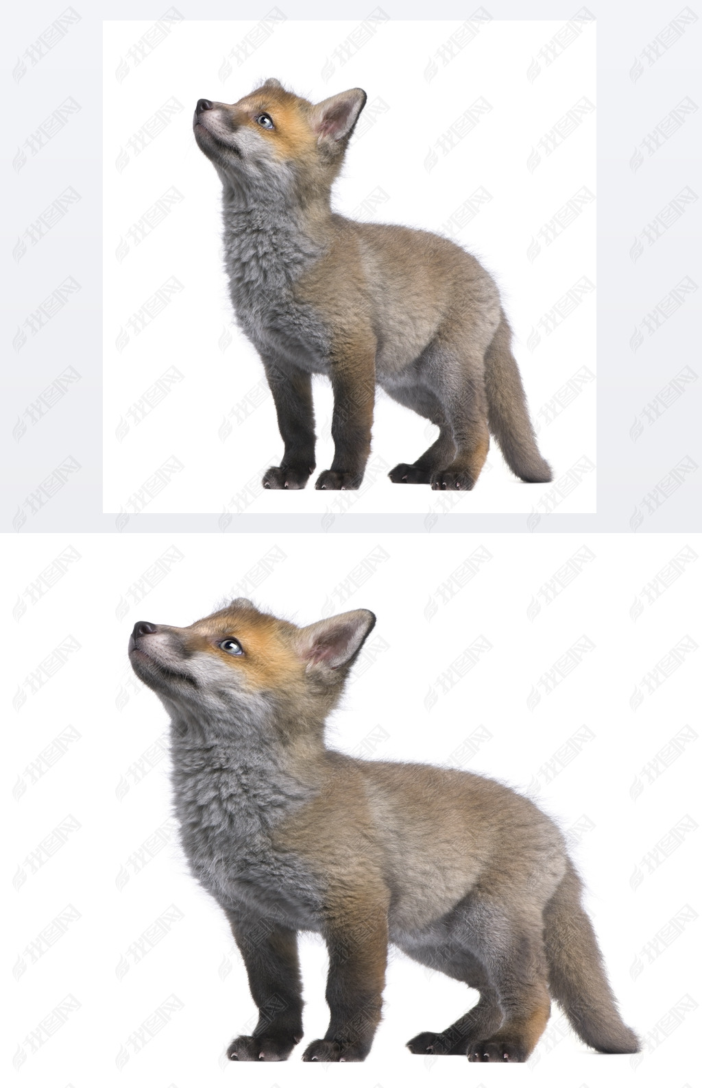 ̧ͷ (6 )-Vulpes vulpes