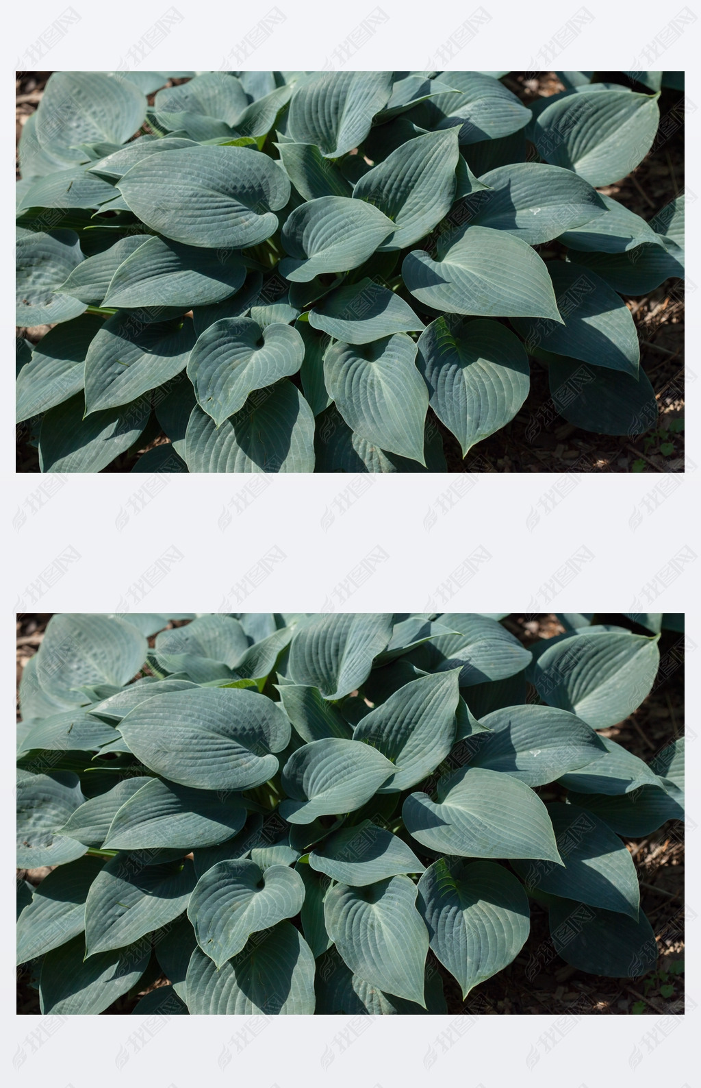 Siebold's hosta (Hosta sieboldiana). 