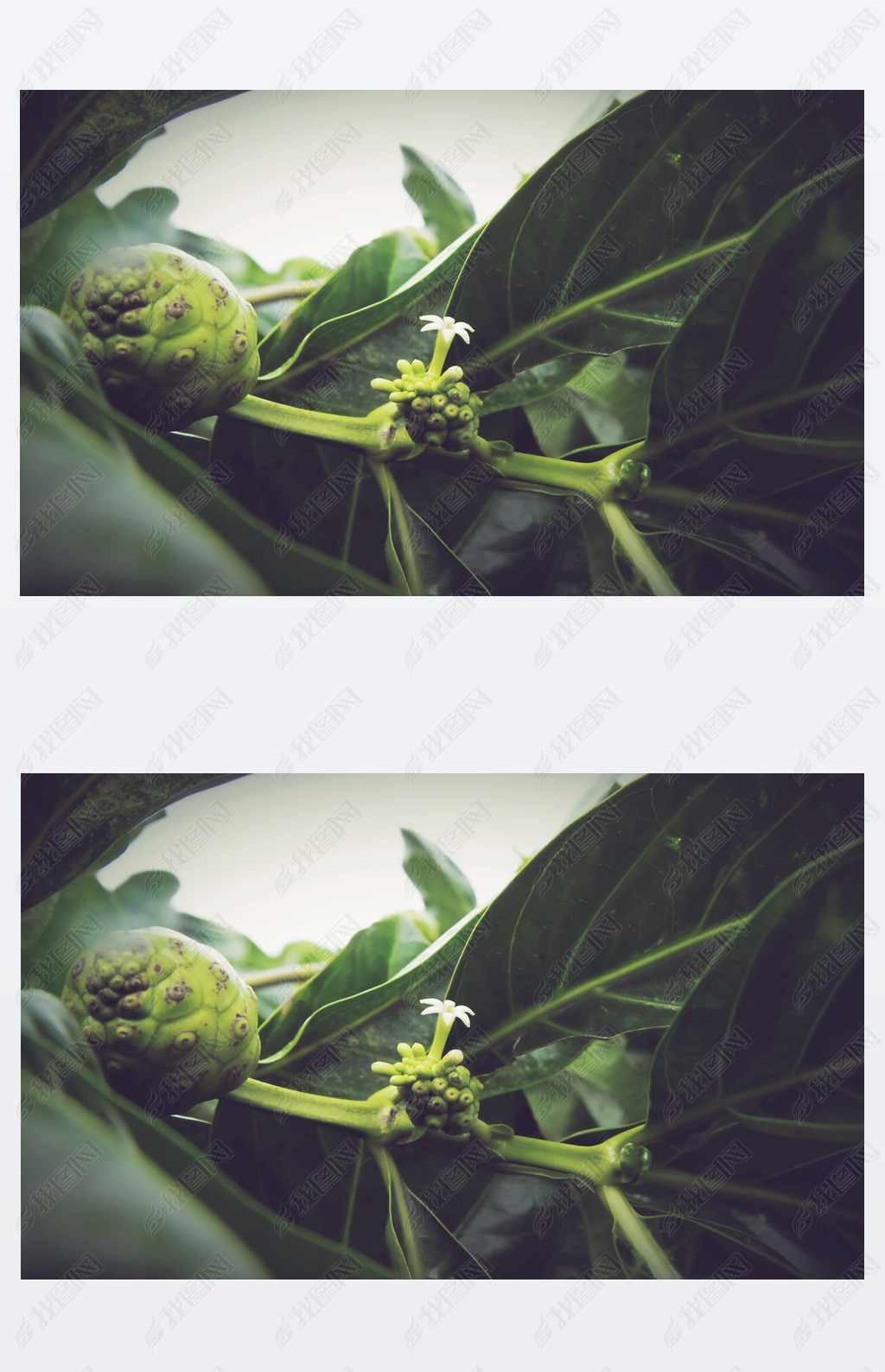  citrifolia, ŵǿȼеһù, ݿơԭΧ鼰, ڴͳҽѧ.