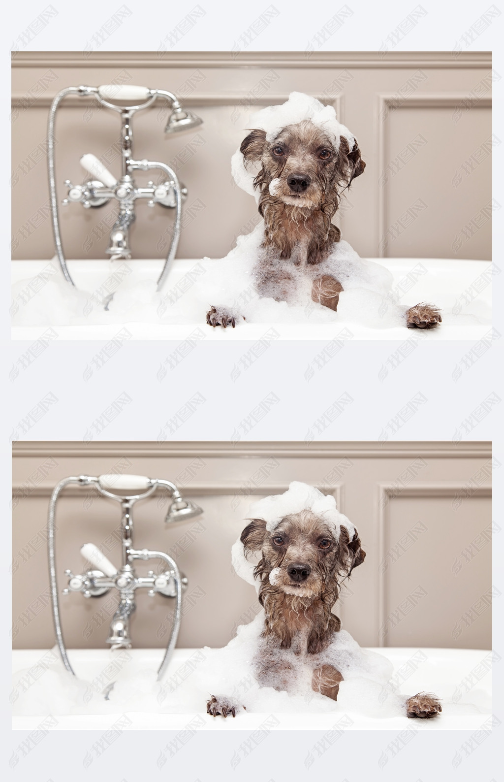 terrier dog taking bubble bath