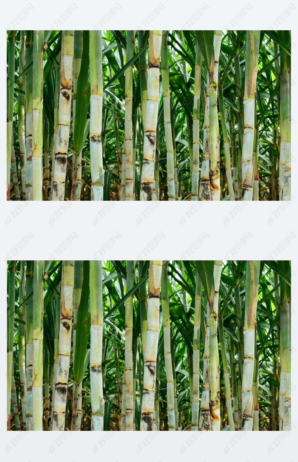 原创小型甘蔗版权可商用