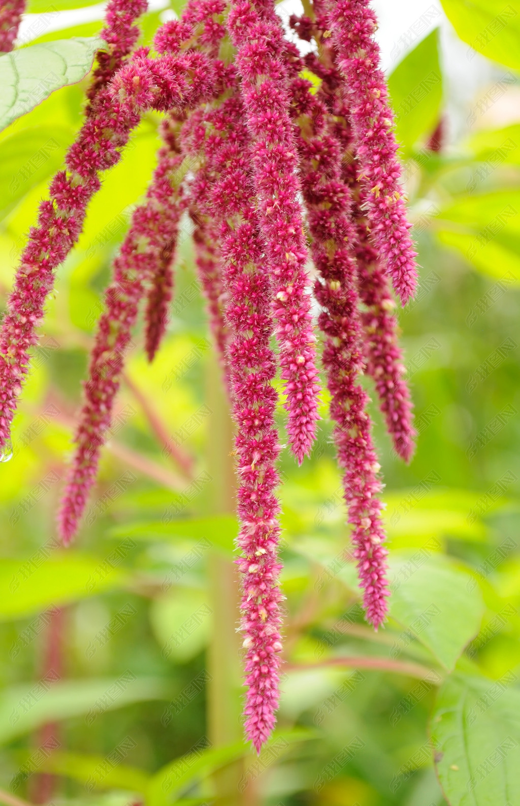 Ȳ (Love-Lies-Bleeding) ڻ