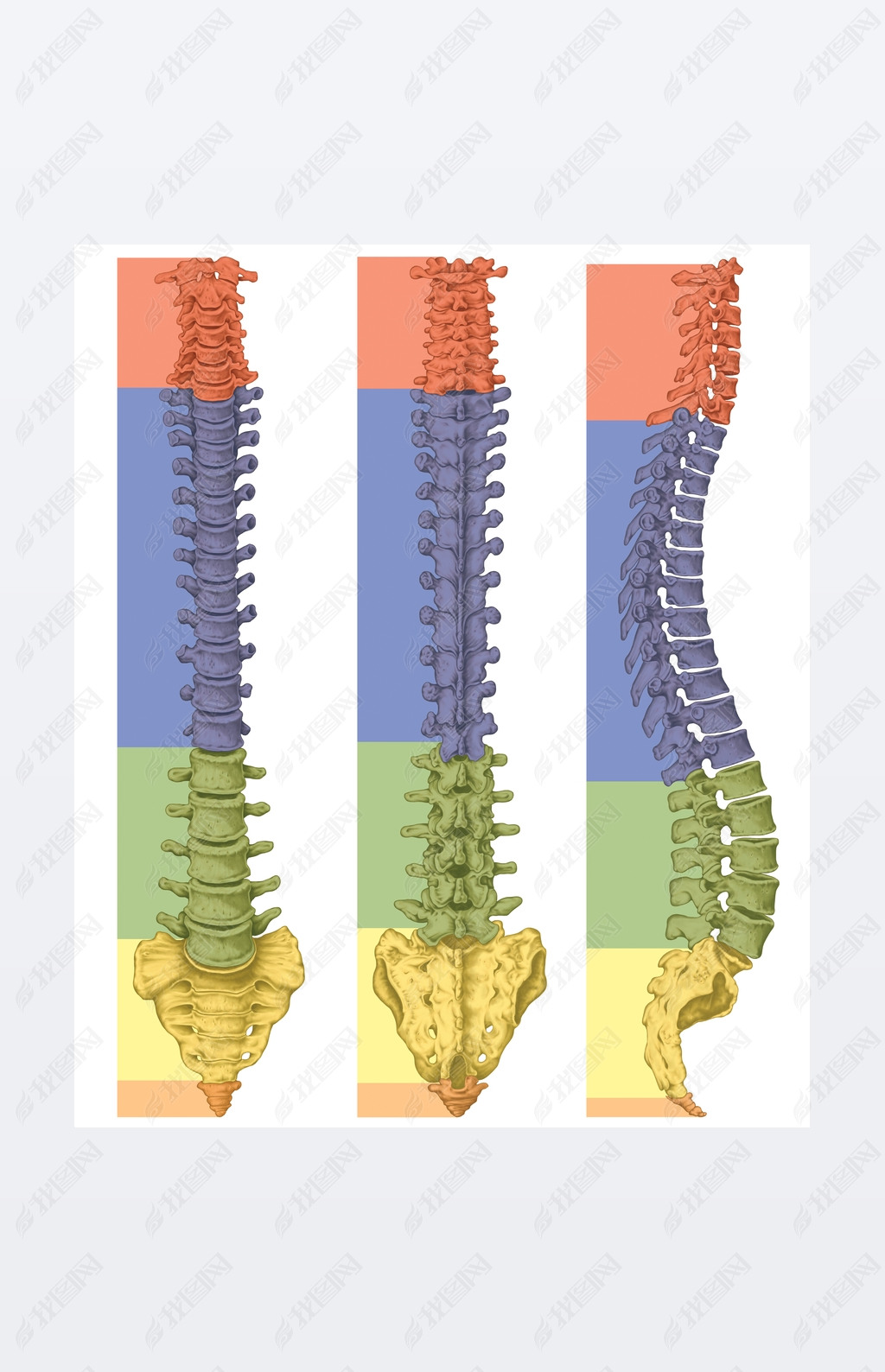 Anatomy of human bony system, human skeletal system, the skeleton, spine, columna vertebralis, verte