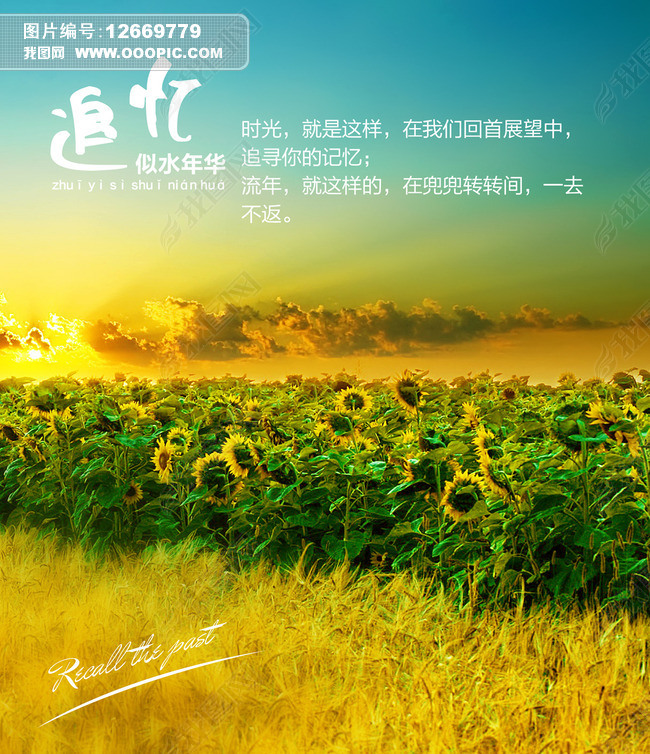 原创追忆年华之向日癸唯美背景版权可商用