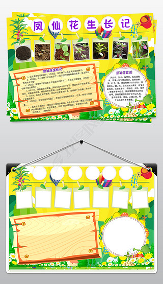 凤仙花生长记小报凤仙花观察日记手抄报小报