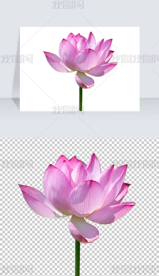 高清荷花荷叶莲花手绘中国风荷花PNG免扣素材下载-编号21447782