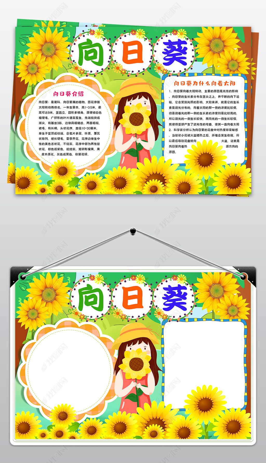 向日葵小报模板认识植物生长夏天来了线描手抄报素材